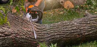 Best Tree Planting Services  in Tecumseh, OK