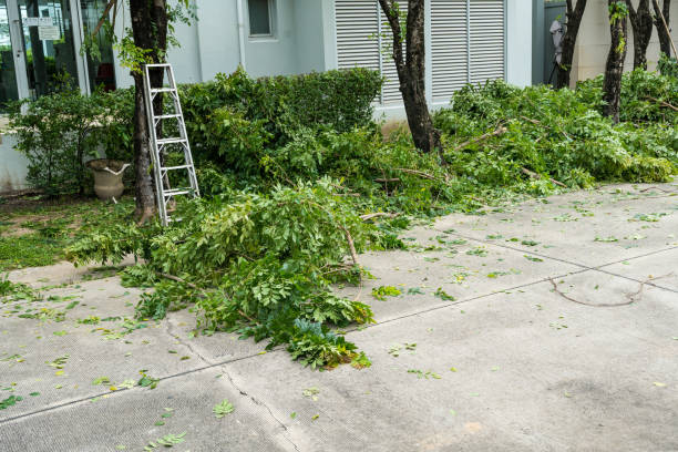 Tecumseh, OK  Tree Services Company