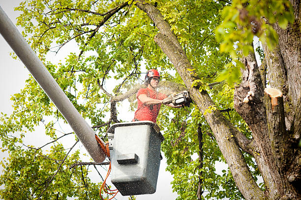 Best Arborist Consultation Services  in Tecumseh, OK